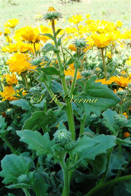  Plant